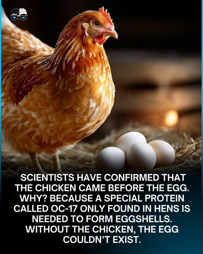 The age-old debate is finally cracked, literally. Science now confirms: the chicken came before the egg.