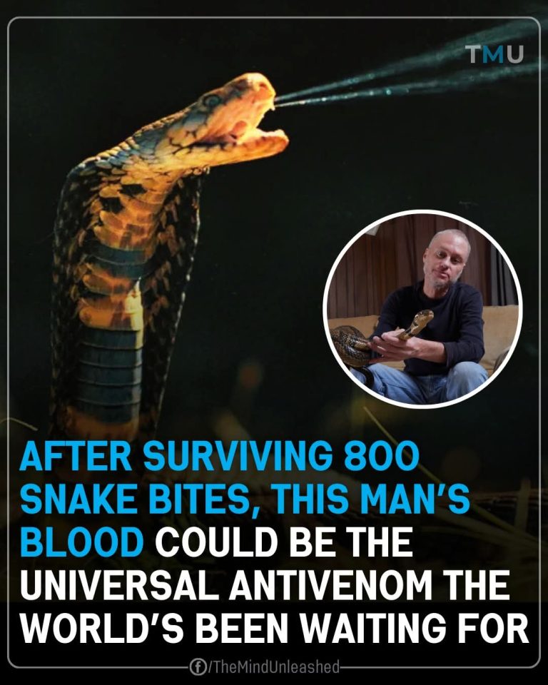 800+ Snake Bites, Yet Still Alive