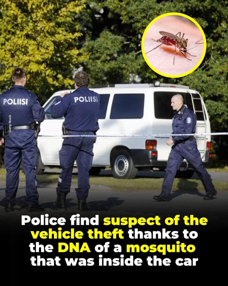 Man Caught With Mosquito Bites