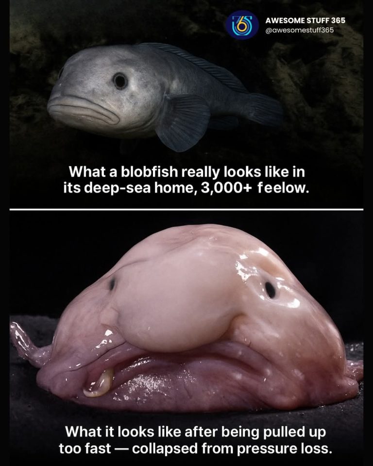 THEY ONCE CALLED IT THE WORLD’S UGLIEST FISH