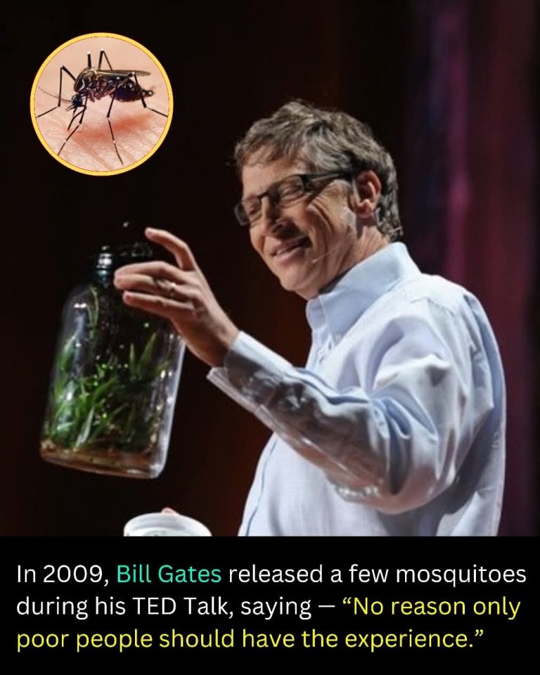 A Few Mosquitoes Released In The Air