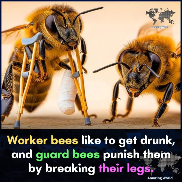 Worker Bees Vs Guard Bees
